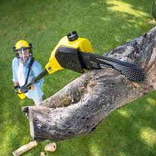 Professional Tree Removal and Landscaping Services in Deforest, WI